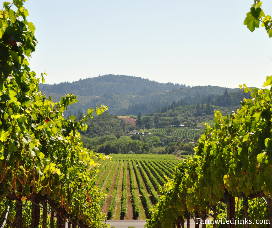 Sonoma, California view of vineyards