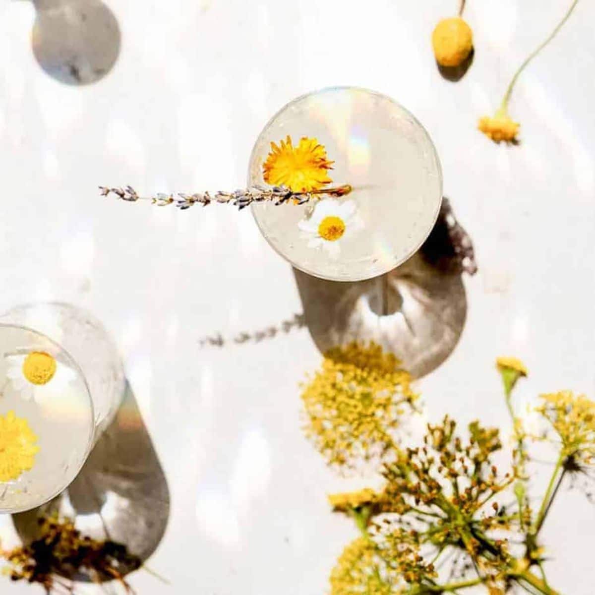 How to make dandelion lemonade - Frolic and Fare